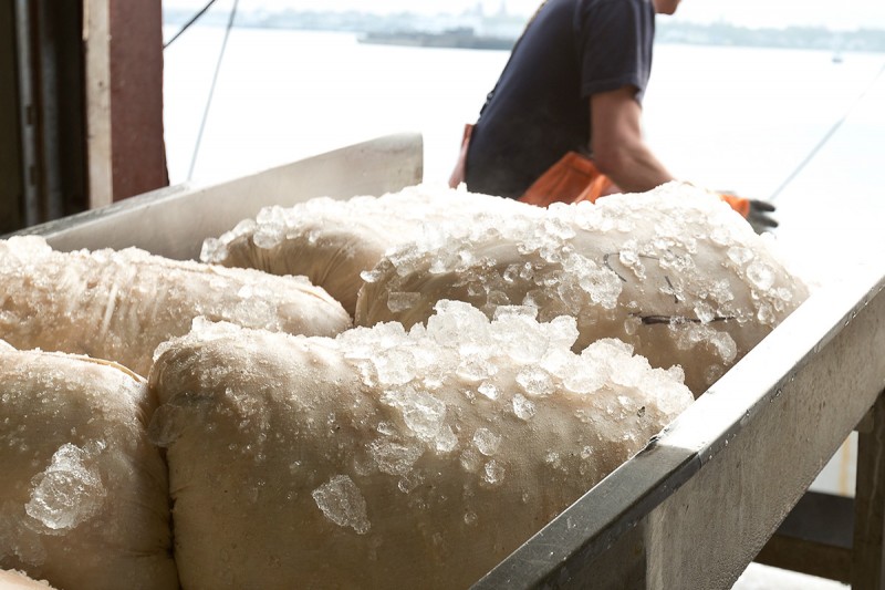 Fresh Sea Scallops, Cheese Cloth Bag